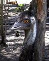 Emu