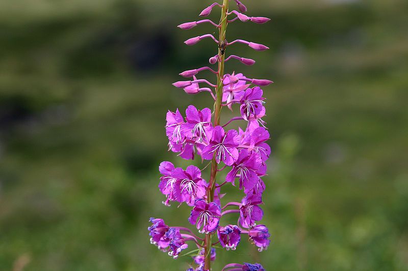 File:EpilobiumAngustifolium 6184.jpg