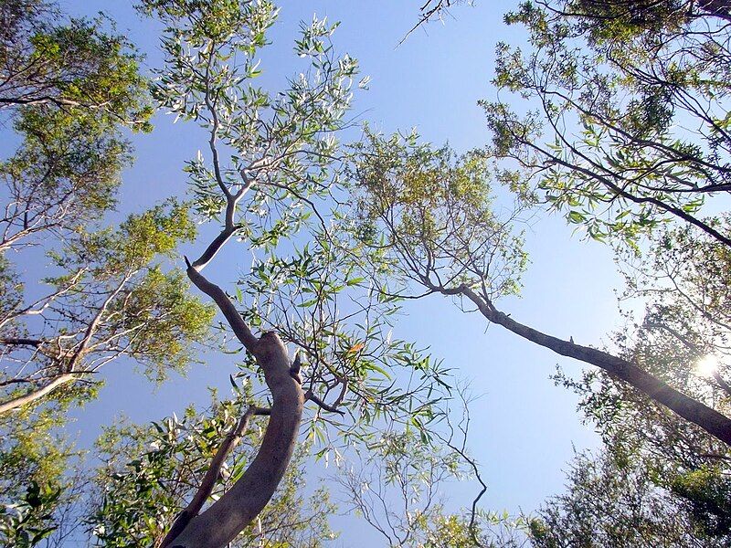 File:Eucalyptus imlayensis Healthy.JPG