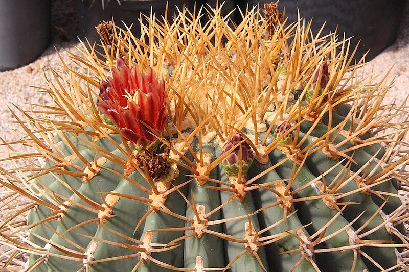 File:Ferocactus diguetii pm.jpg