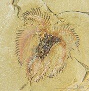 Fossil of "Furca" mauretanica