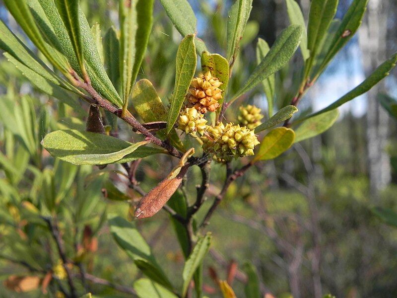 File:Gagelstrauch(Myrica gale)female.JPG