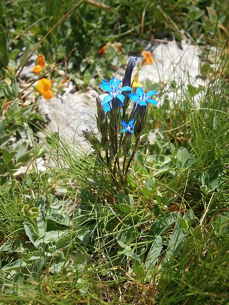 File:Gentiana nivalis 002.JPG