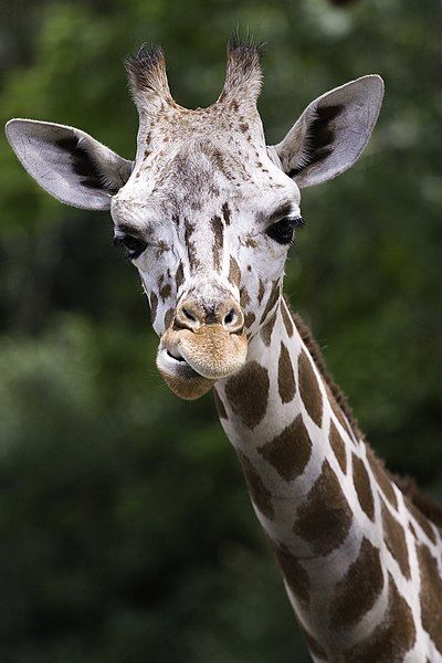 File:Giraffa camelopardalis reticulata.jpg