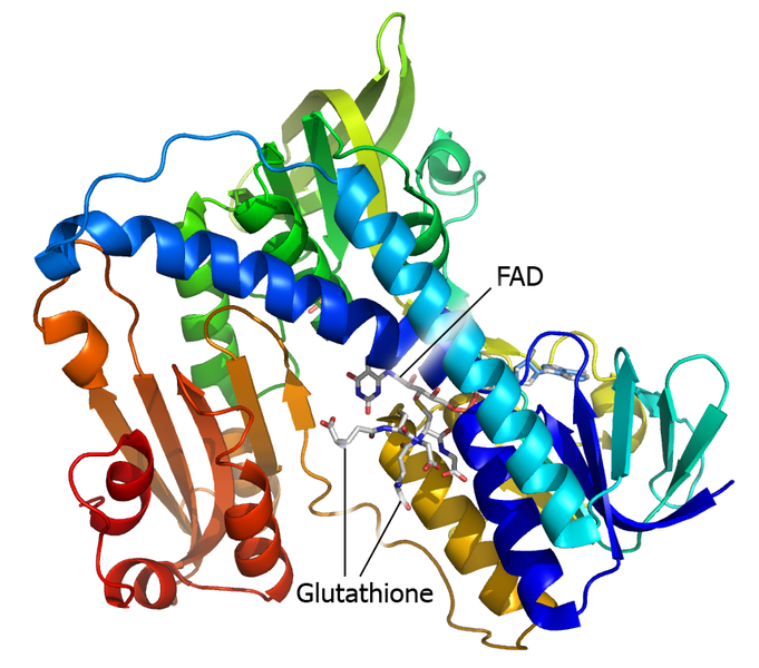 File:Glutathione reductase.png