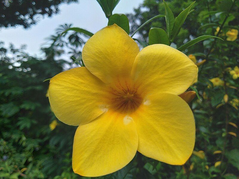 File:Golden trumpet.jpg