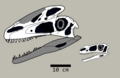 Guanlong wucaii skull restorations