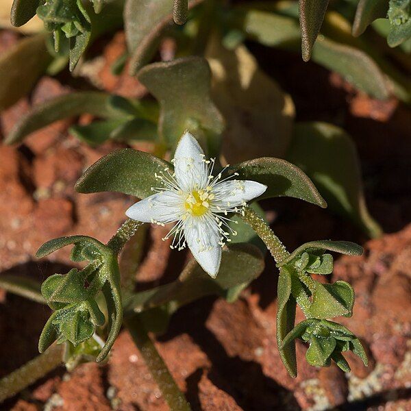 File:Gunniopsis papillata.jpg