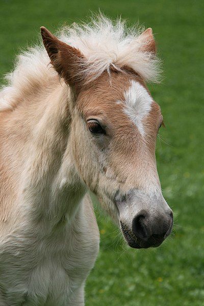 File:Haflinger Fohlen 01.jpg