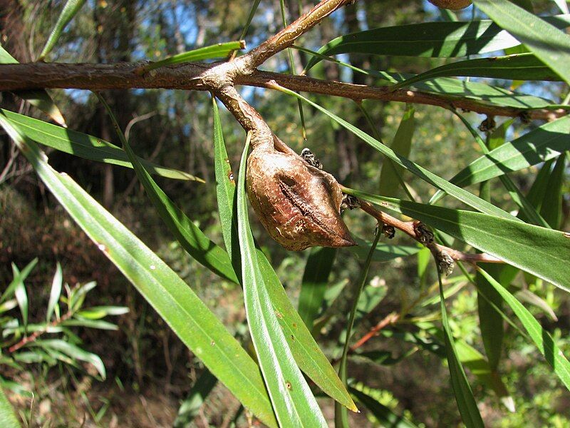 File:Hakea eriantha 8697.jpg