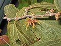 Hamamelis 'Jelena' fall blooming