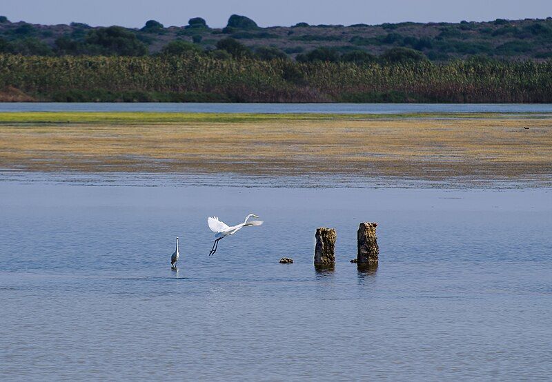 File:Herons Vendicari-pjt.JPG