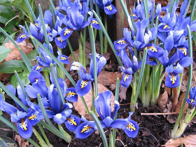 File:Iris reticulata.jpg