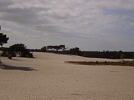 The Long Dunes, 2009