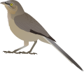 Large Grey Babbler