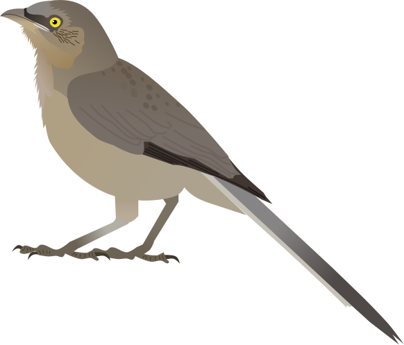 File:Large Grey Babbler.svg