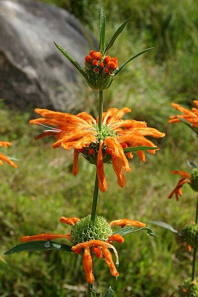 File:Leonotis leonurus00.jpg