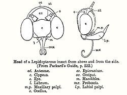 Line diagram of head of a lepidopteran insect seen from front and right side with labelling of parts and a legend.