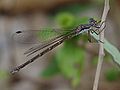 spotted spreadwing (damselfly), Lestes congener, thanks to Kaylee Skylyn and Nick Block at BugGuide for ID