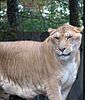 Male and female ligers