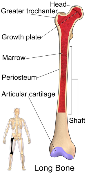 File:Long Bone (Femur).png