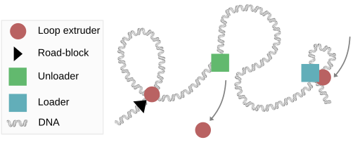 File:Loop extrusion components2.svg