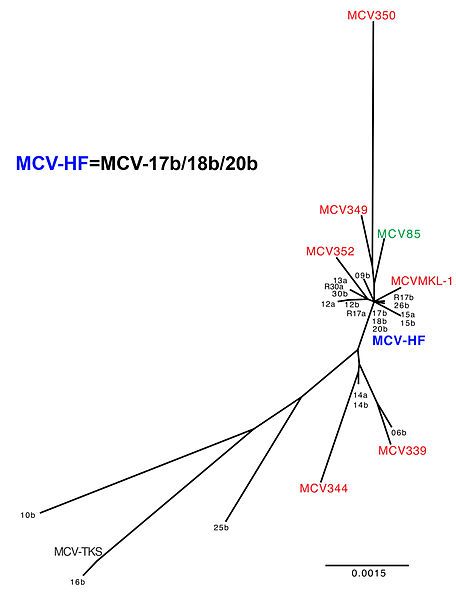 File:MCV genomes.jpg