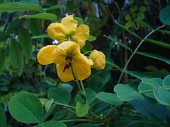 Senna occidentalis