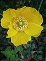 Papaver cambricum half-double close-up