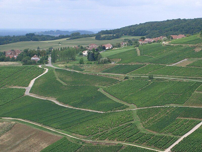 File:Menétru-le-vignoble depuis Château-Chalon.jpg