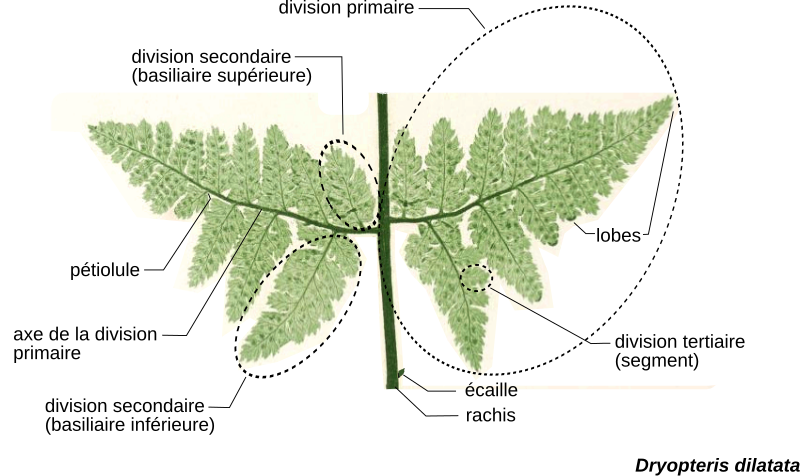 File:Morphologie fougère2.svg