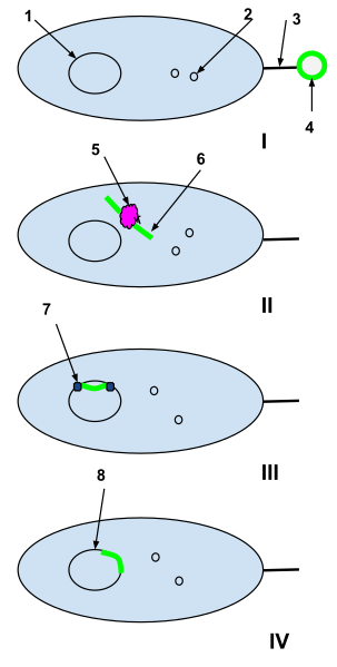 File:Natural Competence Drawing.svg