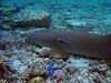 A tawny nurse shark