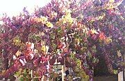 The ornamental grape autumn colors. Growing in Victoria, Australia.