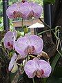 Orchids