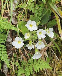 Close-up of flowers