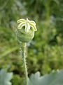 Papaver somniferum young fruit