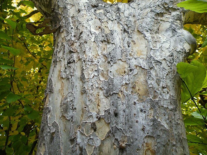 File:Parrotia persica (30).JPG