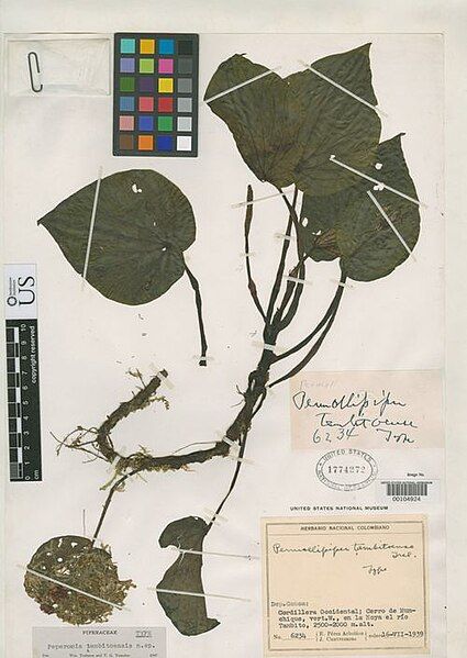 File:Peperomia tambitoensis.jpg