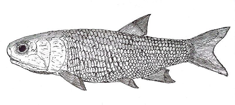 File:Perleidus altolepis.jpg