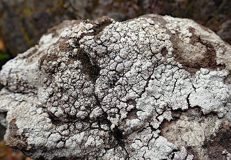 File:Pertusaria allanii.jpg