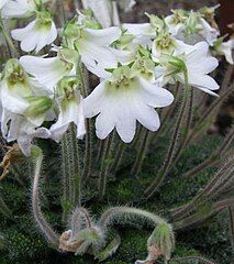 Petrocosmea rosettifolia