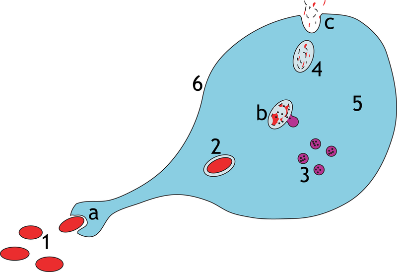 File:Phagocytosis.png