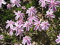 Phlox subulata 'Tamanonagalei'