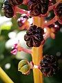 Phytolacca acinosa close-up fruits