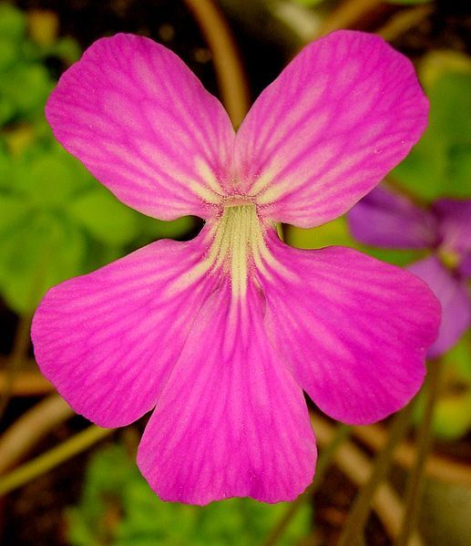 File:Pinguicula hybrid ne.JPG