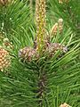 Pinus mugo subsp. mughus female cones