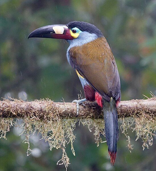 File:Plate-billed Mountain-toucan (47792081302).jpg