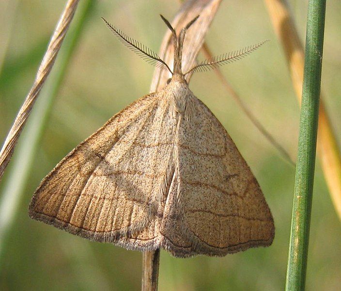 File:Polypogon tentacularia.jpg