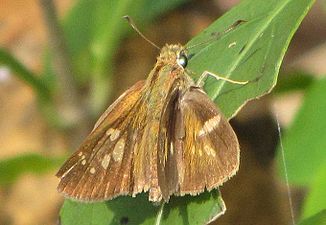 Dorsal view